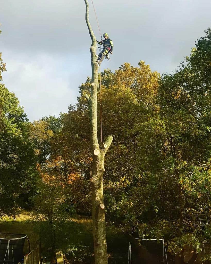 This is a photo of an operative from LM Tree Surgery Southsea felling a tree. He is at the top of the tree with climbing gear attached about to remove the top section of the tree.