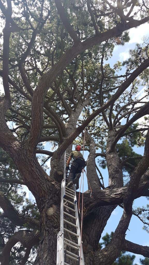 This is a photo of a very large tree with a ladder resting on it and an operative from LM Tree Surgery Southsea climbing up it to carry out tree surgery