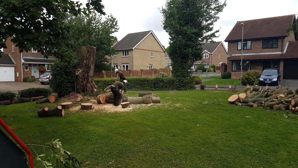 This is a photo of a tree that has been cut into sections on a communal area, and is now being removed from site. Works undertaken by LM Tree Surgery Southsea