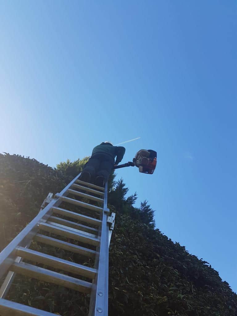 This is a photo of an operative from LM Tree Surgery Southsea up a ladder rested on a hedge with a petrol strimmer.