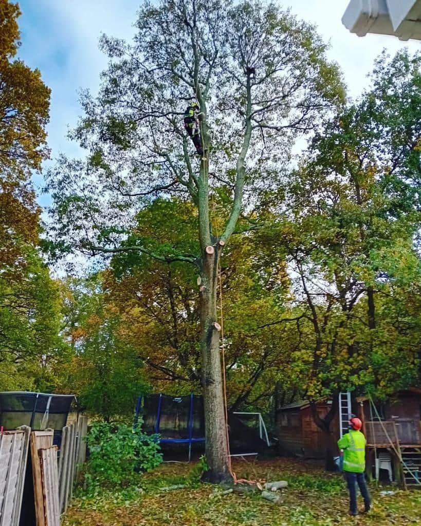 This is a photo of a tree being pruned, there is a man up the tree cutting a section of it down while another man is standing in the garden of the property where the tree is located overseeing the work. Works carried out by LM Tree Surgery Southsea