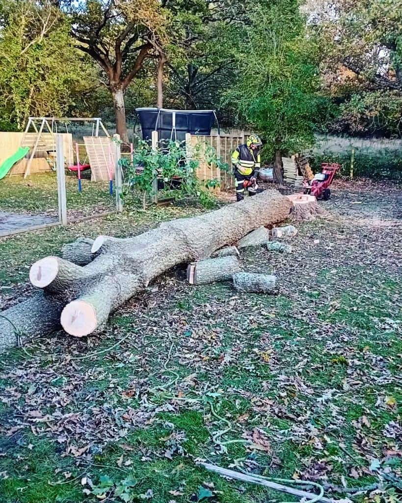 This is a tree laying on the ground of a garden that has just been felled by the operatives from LM Tree Surgery Southsea