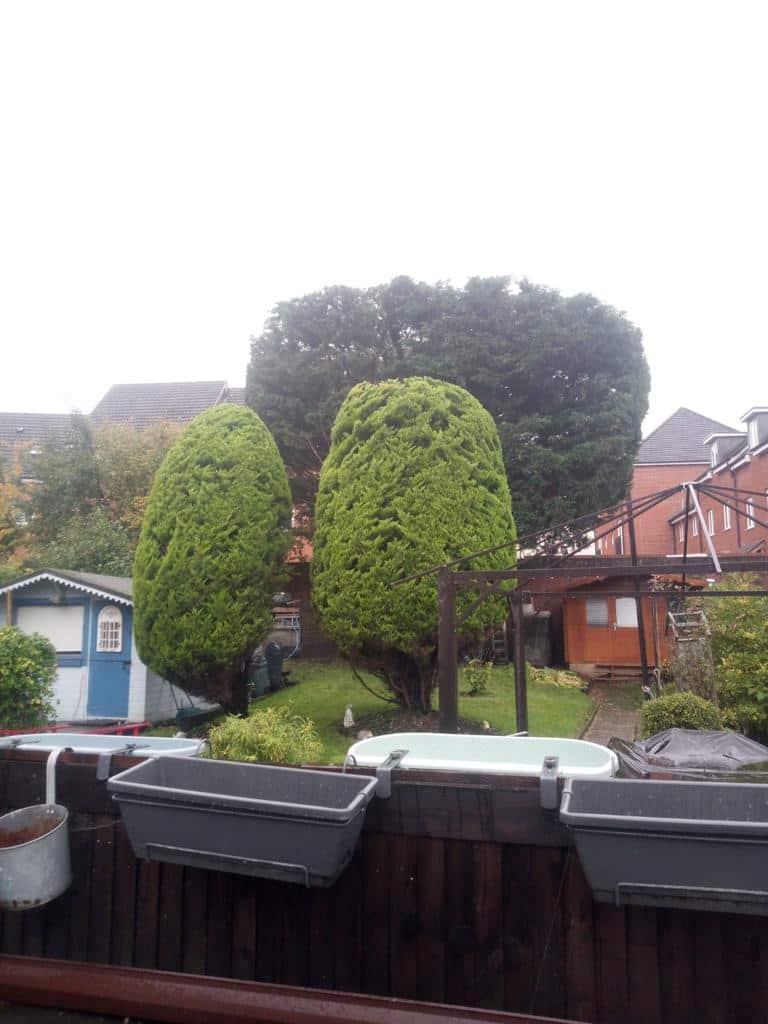 This is a photo of two tree in a garden that have just been trimmed. They have been sculpted by the operatives of LM Tree Surgery Southsea