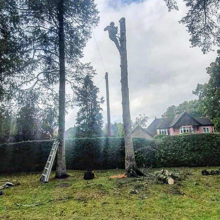 This is a photo of a tree that is being removed, there is just the trunk remaining and the operative from LM Tree Surgery Southsea is at the top cutting a section of it off.