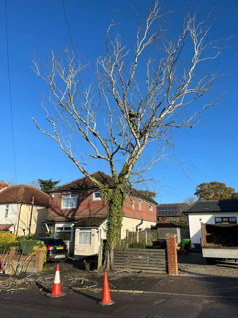 This is a photo of a tree on the pavement that is having limbs removed which are near to power lines. Works undertaken by LM Tree Surgery Southsea